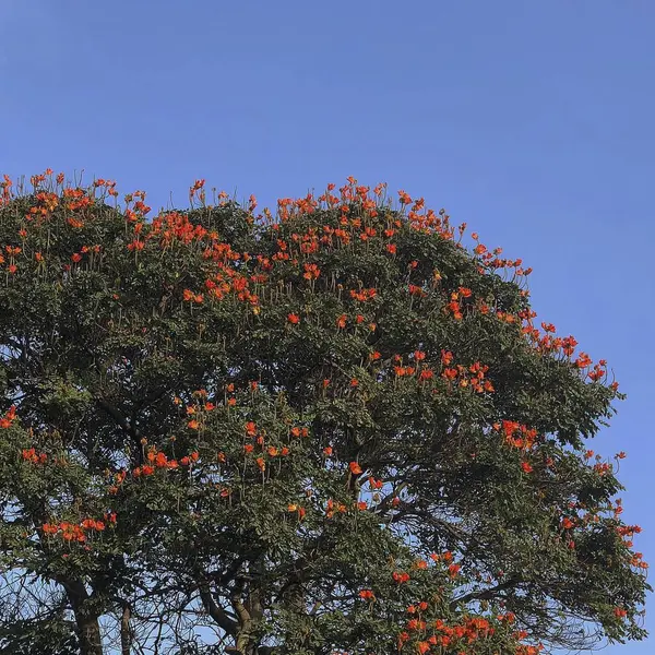 Doğadaki ağaç, bitki ve hayvan.