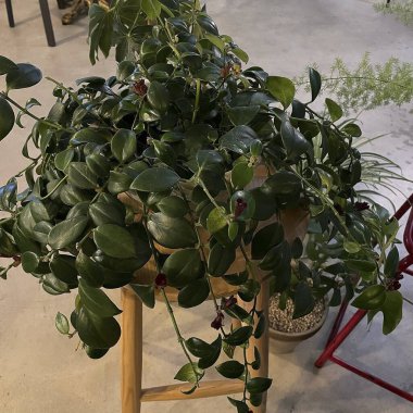 Saksıda yeşil bitki