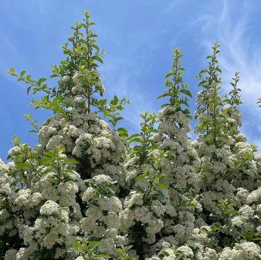 Bahçede açan beyaz ortanca çiçeği.