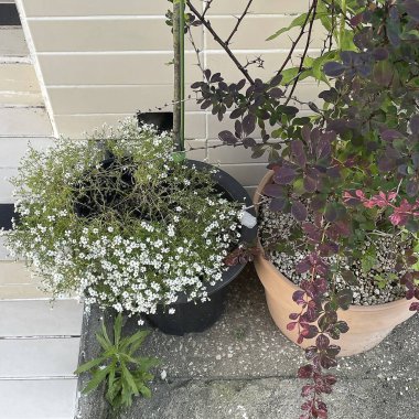 Bahçedeki güzel çiçekler