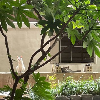 Kedi bankta oturuyor.