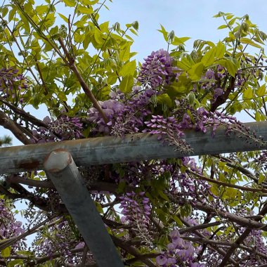 Bahçedeki bir ağacın mor çiçekleri