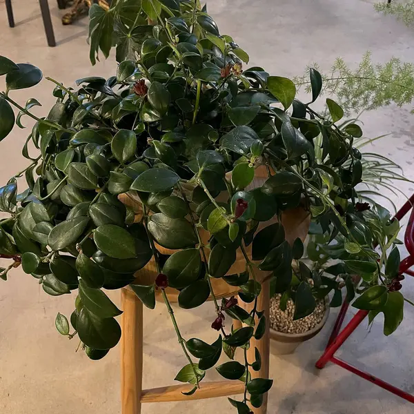 Saksıda yeşil bitki