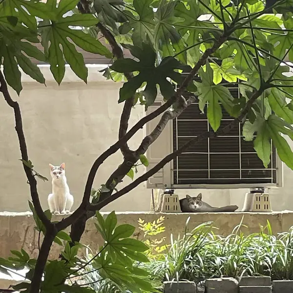 Kedi bankta oturuyor.