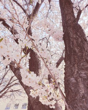 Bahçede güzel bahar çiçekleri