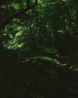 Ağaçlar ve ormanlarla dolu güzel bir manzara.