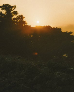 Ormanda güzel bir gün batımı