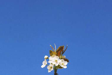 Güzel botanik fotoğrafı, doğal duvar kağıdı.