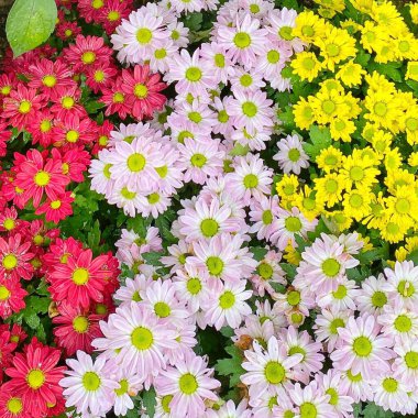 Bahçedeki güzel çiçekler