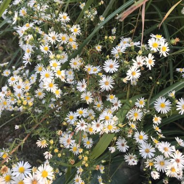 Bahçede beyaz çiçekler