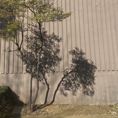 Parktaki ağaç dalları