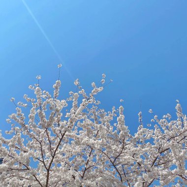 Mavi bir arka planda güzel beyaz çiçekler