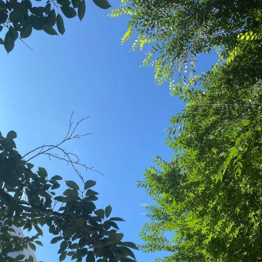 Ormanda yeşil yapraklar