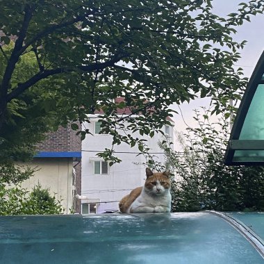 Tahta bir bankta oturan sevimli bir kedinin yakın plan fotoğrafı.