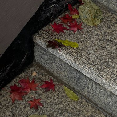 Sonbahar yaprakları, bitki örtüsü ve yapraklar