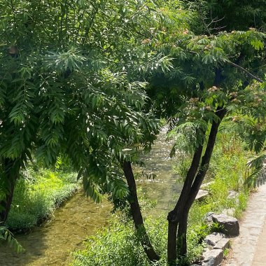 İspanya 'nın Barselona şehrindeki yeşil park manzarası.