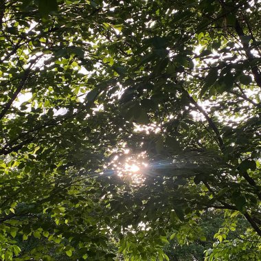 Güzel yeşil orman sabah