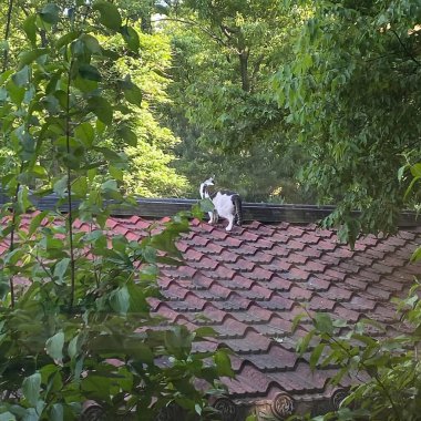 Bahçedeki beyaz kedi