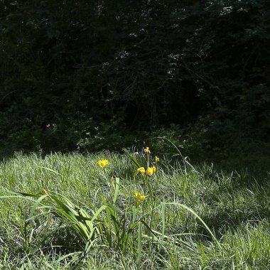 Gün boyunca yeşilliklerle çevrili güzel bir çayır görüntüsü.