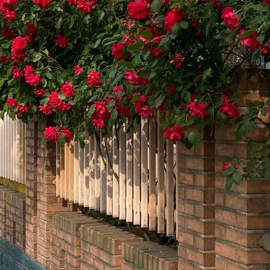 Tahta bir çitte kırmızı güller