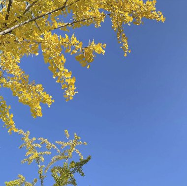 Güzel sonbahar yaprakları, sonbahar çiçekleri