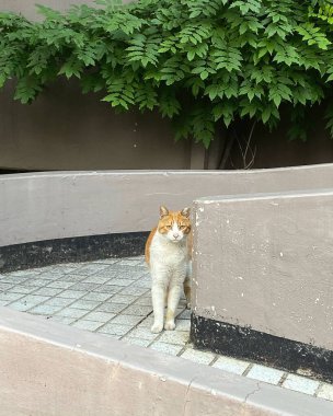 Kedi sokakta oturuyor.