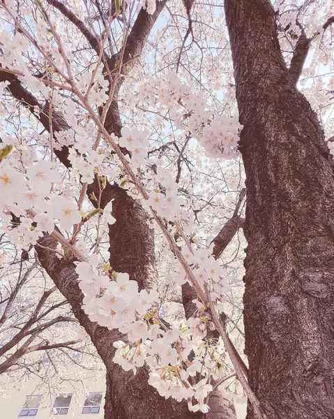 Bahçede güzel bahar çiçekleri
