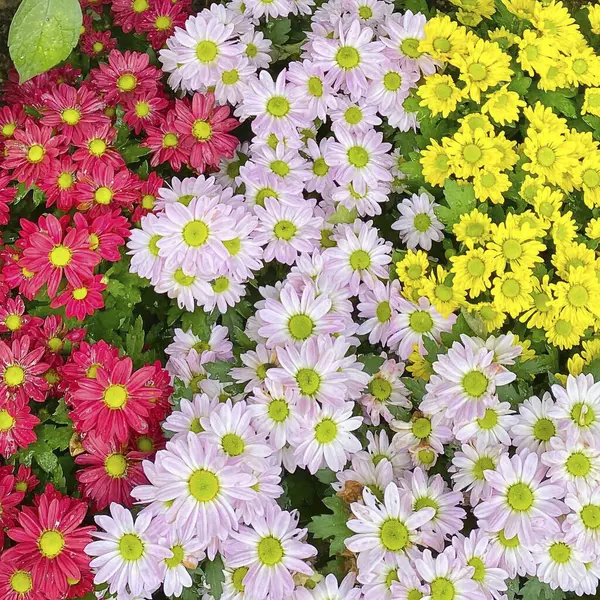 Bahçedeki güzel çiçekler