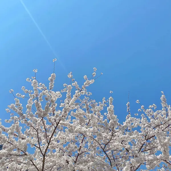 Mavi bir arka planda güzel beyaz çiçekler