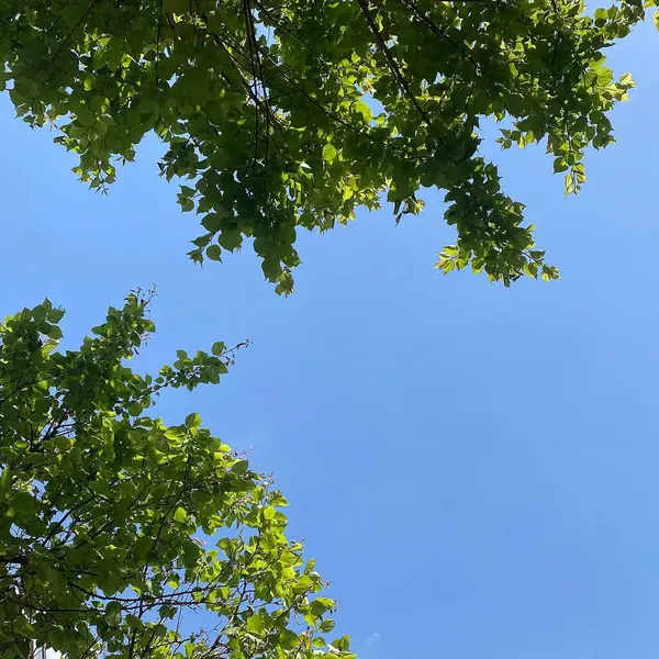 Doğada ağaç dalları, doğada bitki örtüsü.