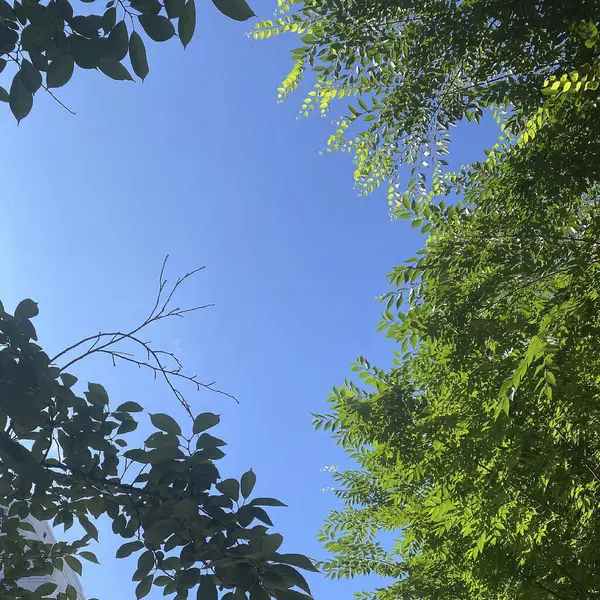 Ormanda yeşil yapraklar