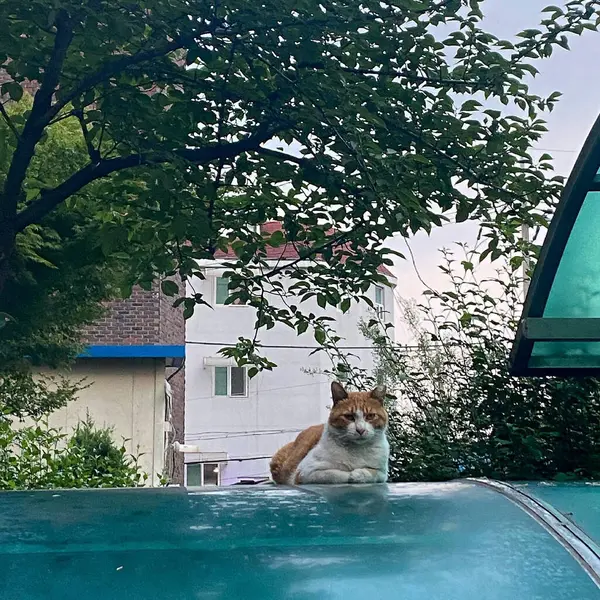 Tahta bir bankta oturan sevimli bir kedinin yakın plan fotoğrafı.