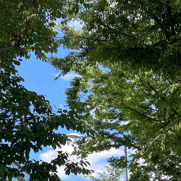 Doğada ağaç dalları, bitki örtüsü