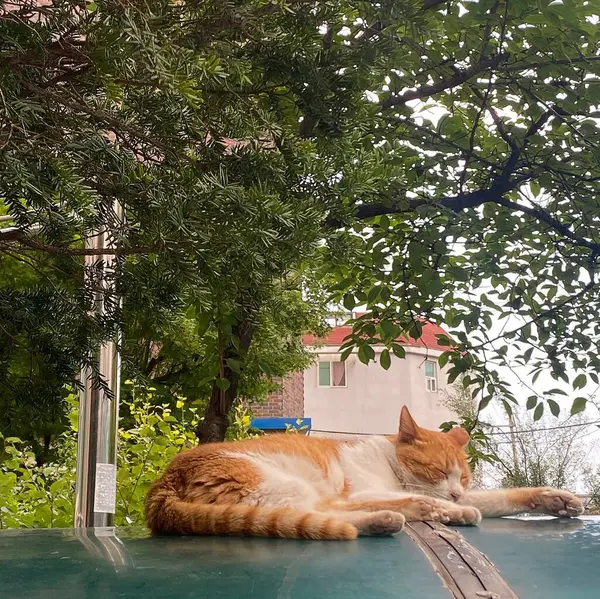 Kedi evin çatısında yatıyordu.