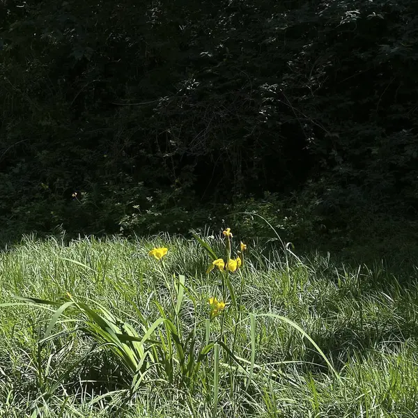 Gün boyunca yeşilliklerle çevrili güzel bir çayır görüntüsü.