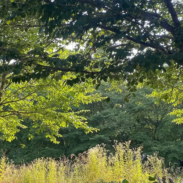 Ormanda yeşil yapraklar