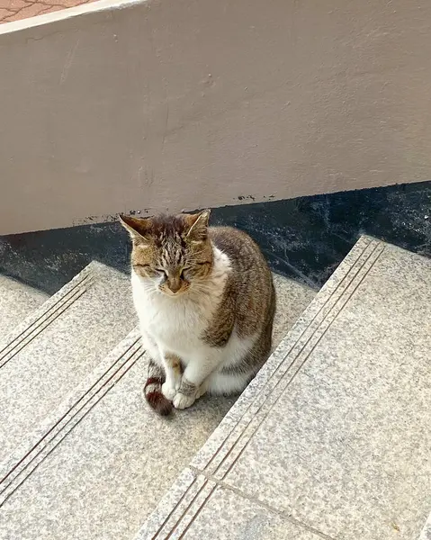 Sokaktaki kedi