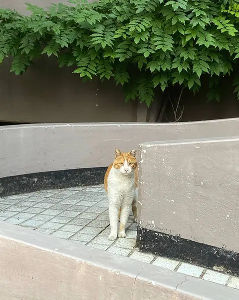 Kedi sokakta oturuyor.