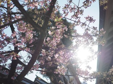 Bahçedeki güzel çiçekler