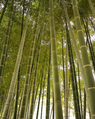 Japonya 'daki Bambu Ormanı