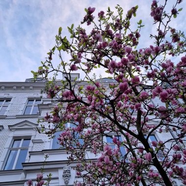 Bahçede güzel bahar çiçekleri