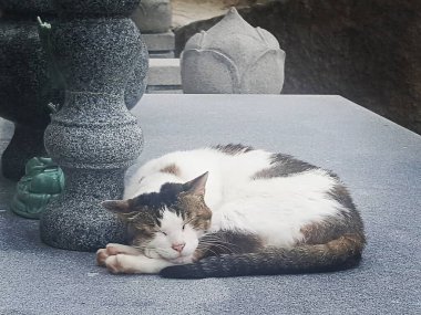 Kedi sokakta uyuyor.