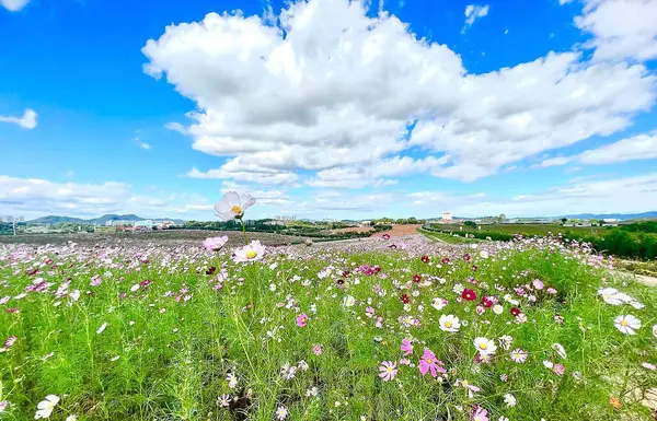 Tarladaki güzel çiçekler