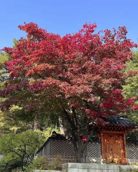 Güzel botanik fotoğrafı, doğal duvar kağıdı.