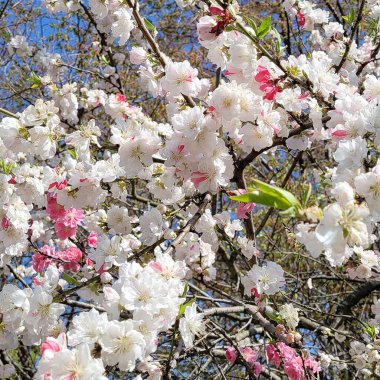 Japonya 'da kiraz çiçekleri, Tokyo