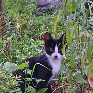 Bahçedeki kara kedi