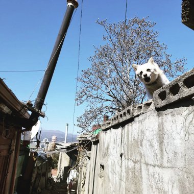 Şehirde köpek var.