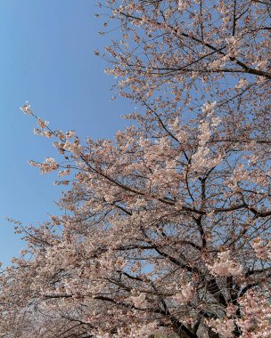 Bahçede güzel bahar çiçekleri