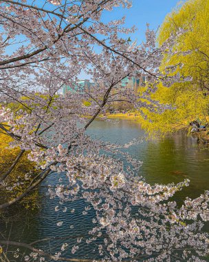 Japonya 'da kiraz çiçekleri, Tokyo