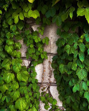 Eski taş duvarda yeşil sarmaşık, sarmaşık bitkisi